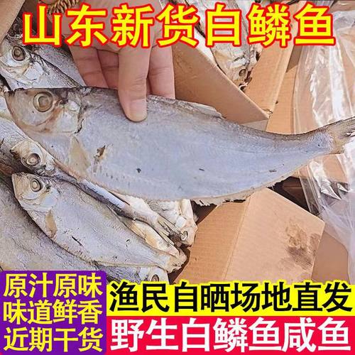 白鳞鱼山东日照半干咸香鱼干