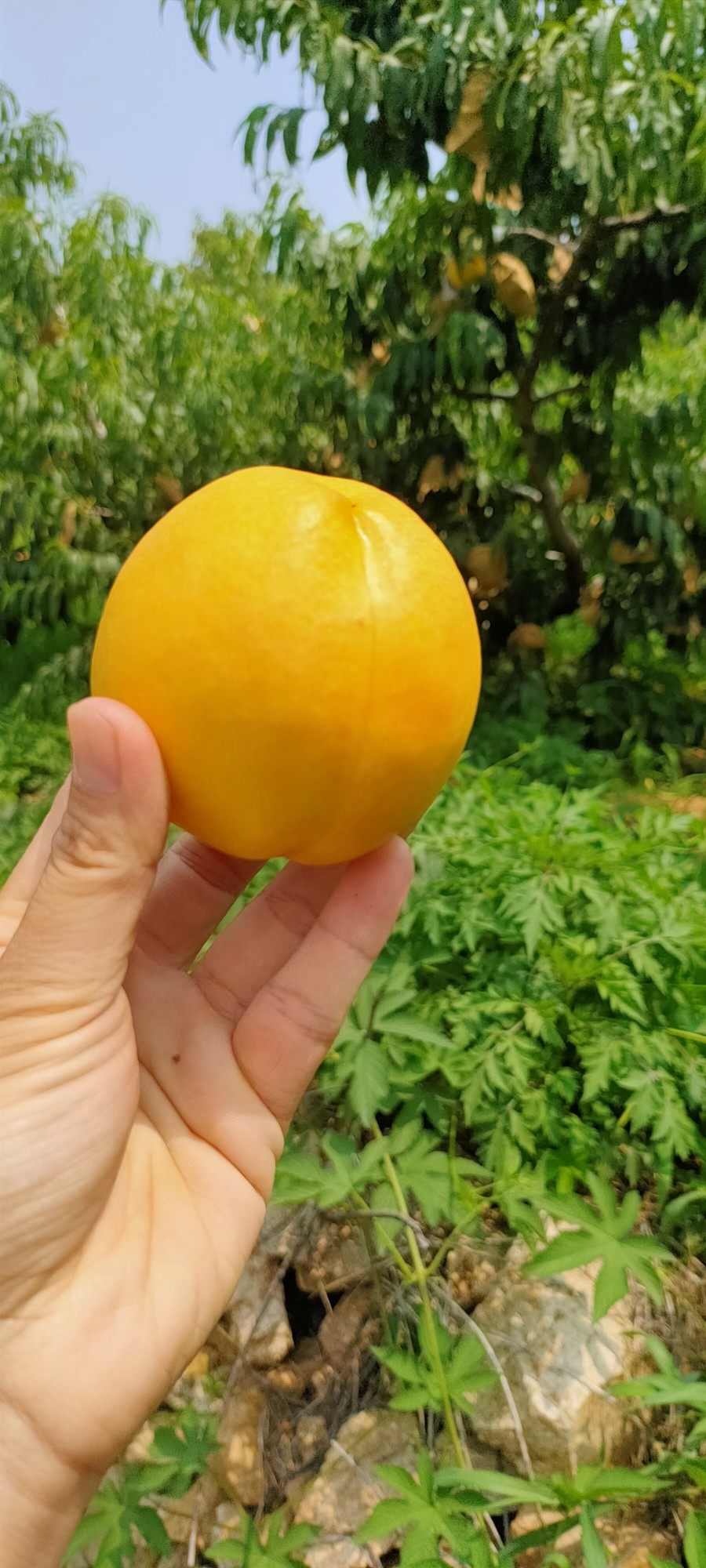 正宗蒙阴自家果园新鲜水果黄金油桃开园采摘丨产地直发(没有了)