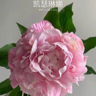 北京凯瑟琳那山东大芍药鲜切花进口品质御前表演室内花卉办公家