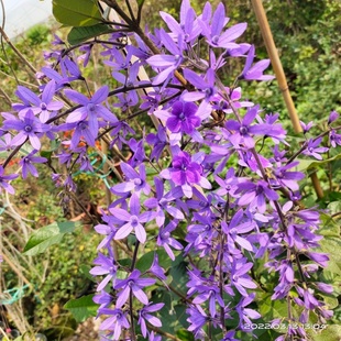 新品泰国进口大叶蓝花藤许愿女王锡纸叶藤本阳台庭院盆栽耐热耐晒