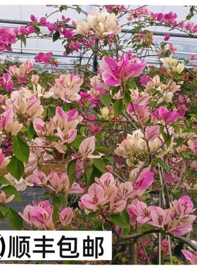 绿野花乡 百变章红樱三角梅花蝴蝶老桩高飘垂枝勤花耐热一物一拍