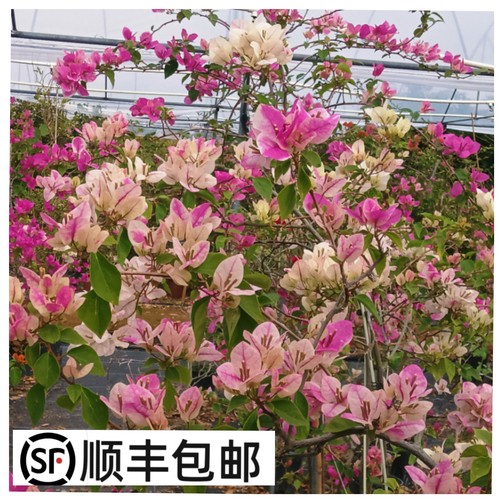 绿野花乡 百变章红樱三角梅花蝴蝶老桩高飘垂枝勤花耐热一物一拍