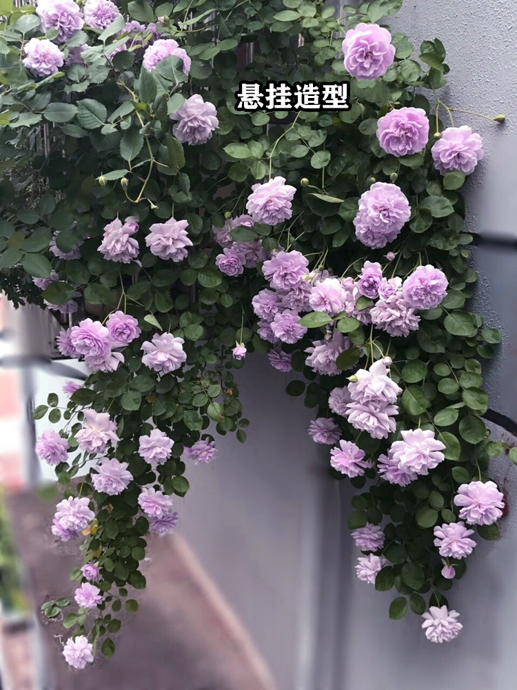 顺丰包邮【蓝雨 蓝色阴雨 适合做垂吊 倒挂大苗 爬藤月季庭院阳台