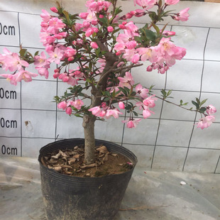 垂丝海棠梨花海棠花西府海棠复瓣新品种盆景一物一拍无刺观赏