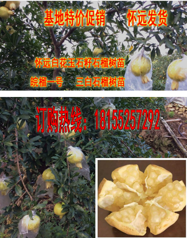 12月份发怀远白花玉石籽三白石榴树苗皖榴一号正宗庭院果树现挖