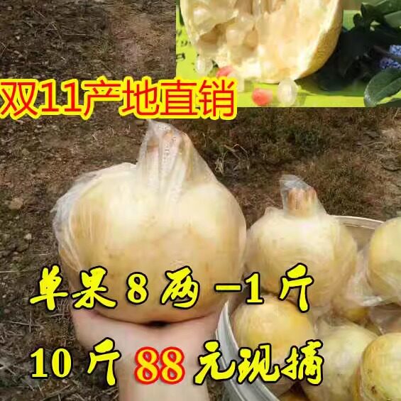 皖榴一号三白水果怀远白花玉石籽