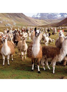 美洲鸵 羊驼 1000片拼图 文创周边 Peter Pauper Press 英文原版  Puzzle Llamas