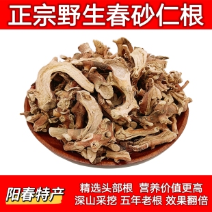 蟠龙新货正宗阳春春砂仁根干根头农家自晒野生春沙仁根食用煲汤
