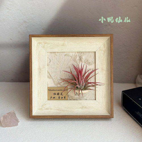 创意礼物桌摆手工定制空气凤梨