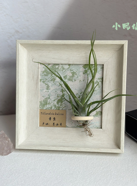 小凤仙儿空气凤梨套餐懒人装饰画框磁吸摆件挂画白色相框5寸礼物