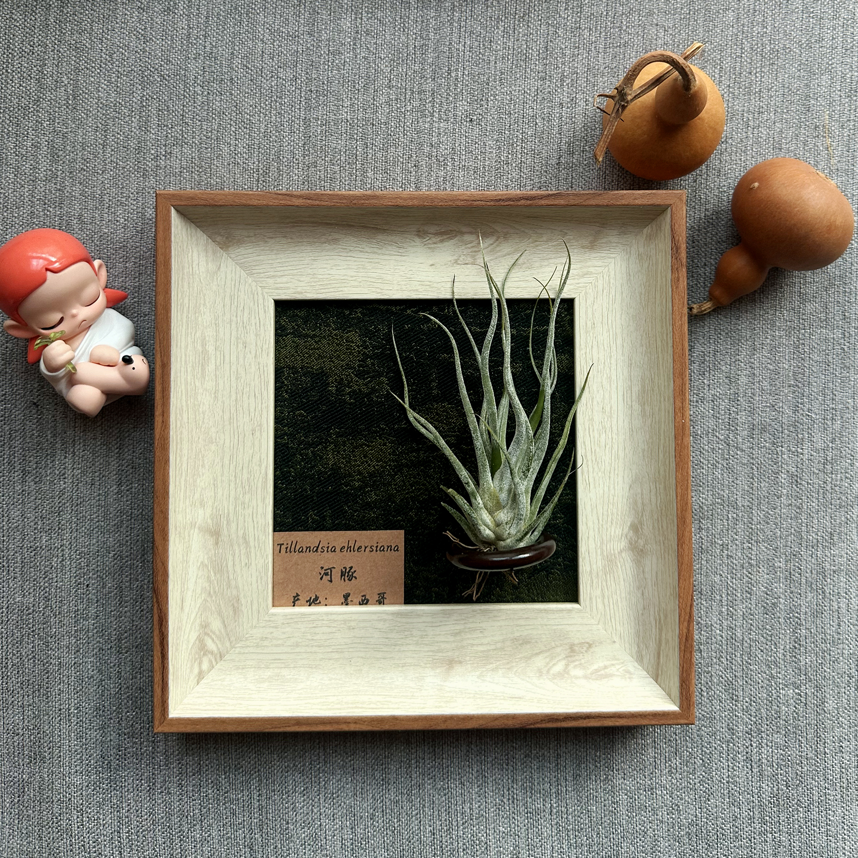 ins空气凤梨套餐现代装饰画框