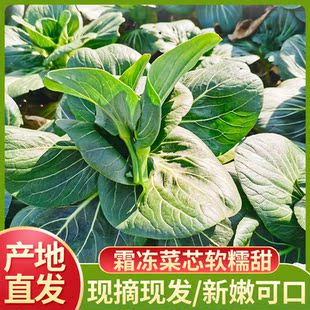 苏州青菜苔新鲜嫩菜芯白油菜心现摘现发 苏北农家露天当季 顺丰 包邮