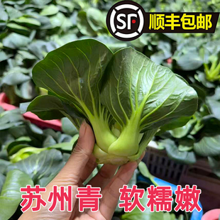 苏北东台新鲜苏州青矮脚现挖现发农家自种青菜叶当季蔬菜叶菜