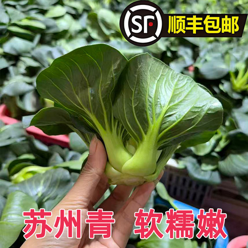 苏北东台新鲜苏州青矮脚现挖现发农家自种青菜叶当季蔬菜叶菜