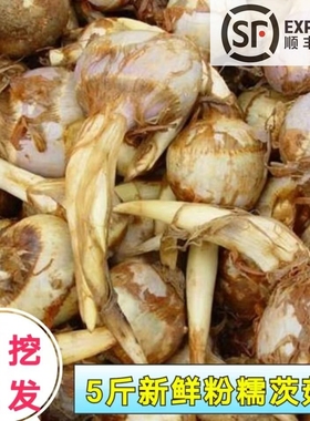 苏北白茨菇新鲜茨菰粉糯芽菇马蹄荸荠慈菇新鲜慈姑蔬菜燕尾草