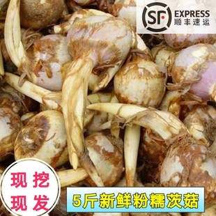 苏北白茨菇新鲜茨菰粉糯芽菇马蹄荸荠慈菇新鲜慈姑蔬菜燕尾草