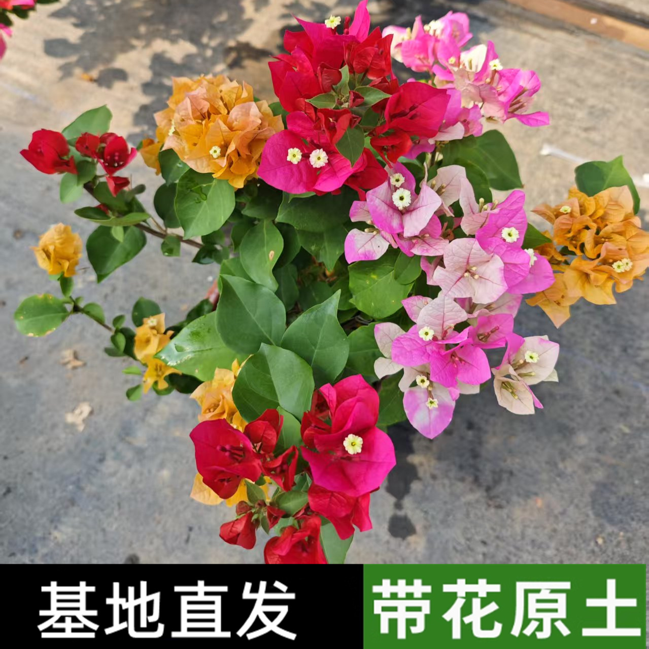 三角梅带花盆栽绿樱爬藤重瓣老桩四季开花大苗漳红樱庭院植物原盆