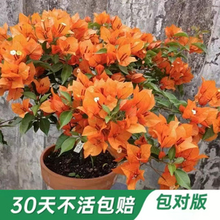 橙桑巴50多个勤花品种三角梅原盆原土带花苞发包对版四季开花老庄