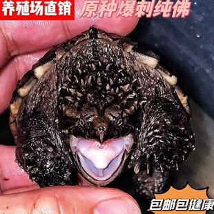 原种一代爆刺原种野佛鳄纯种野佛纯佛爆刺原种佛鳄宠物观赏龟