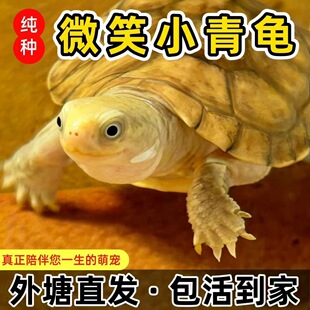 小青龟黄喉龟拟水龟北石金钱龟宠物招财龟