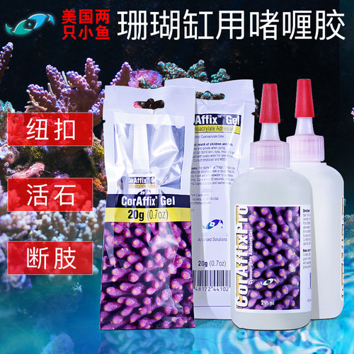 两只小鱼珊瑚胶水海水鱼缸水族箱