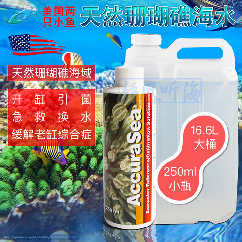 美国两只小鱼标准天然海水