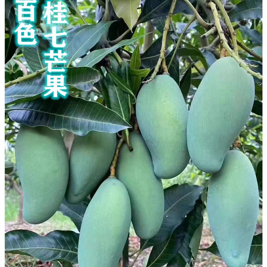 桂七香芒果精品大果百色芒果