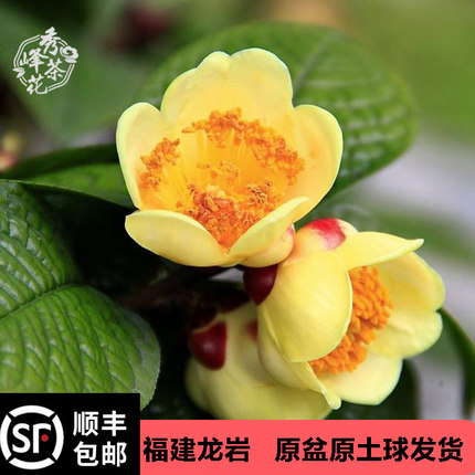 防城金花茶树苗精品防普金茶花盆栽苗金黄色花室内外四季花卉绿植