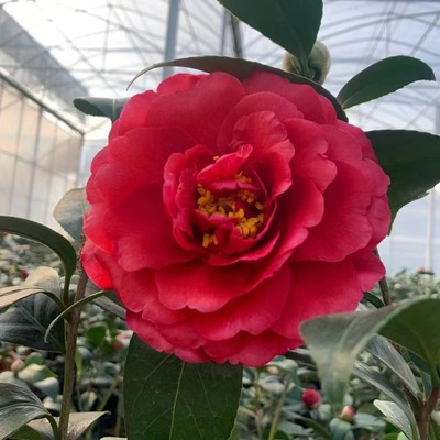 伯拜范茶花稀有名贵品种牡丹大花型阳台盆栽树苗吸甲醛植物带花苞