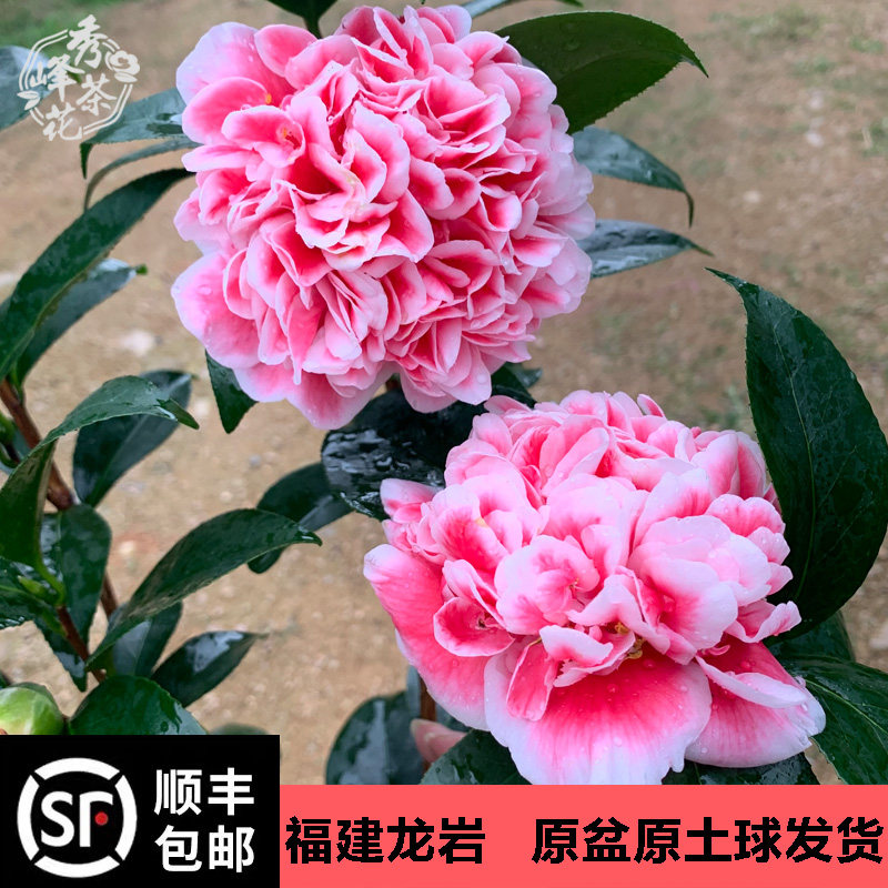 龙火珠山茶花盆栽苗稀有品种 庭院窗台四季常绿观花植物带花苞