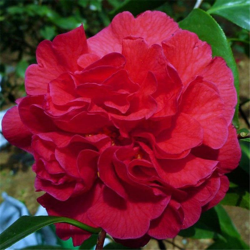 哈罗德山茶花盆栽树苗稀有云杂大花阳台庭院植物室外四季开花绿植