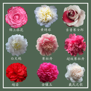 稀有茶花戴氏之歌吉普赛女郎白天鹅超赛牡丹金镶玉黄绣球锦上添花