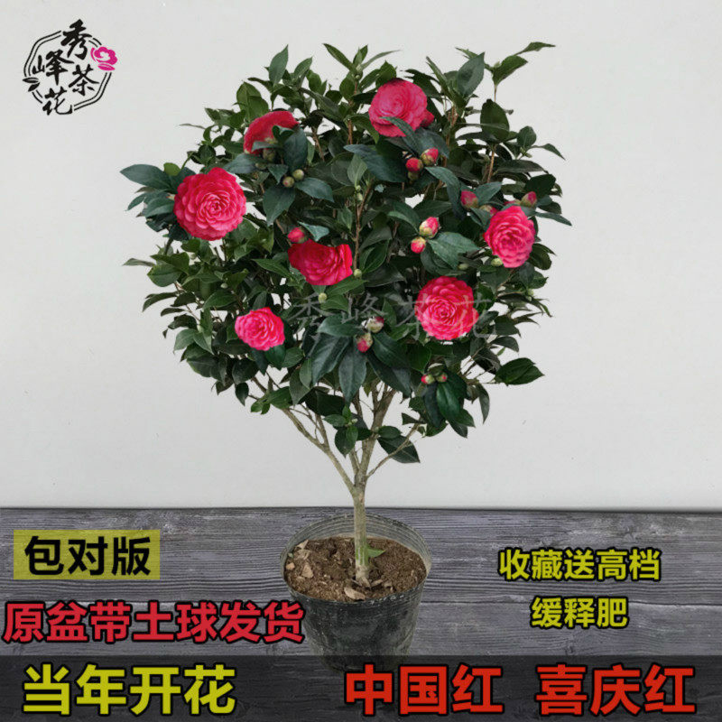 赤丹茶花苗六角大红室内外花卉绿植盆栽阳台客厅庭院茶花苗带花苞