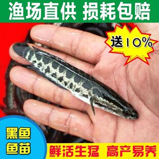 黑鱼苗杂交黑鱼纯种乌鱼苗财鱼苗蛇头鱼苗乌鳢鱼苗鱼塘养殖专用