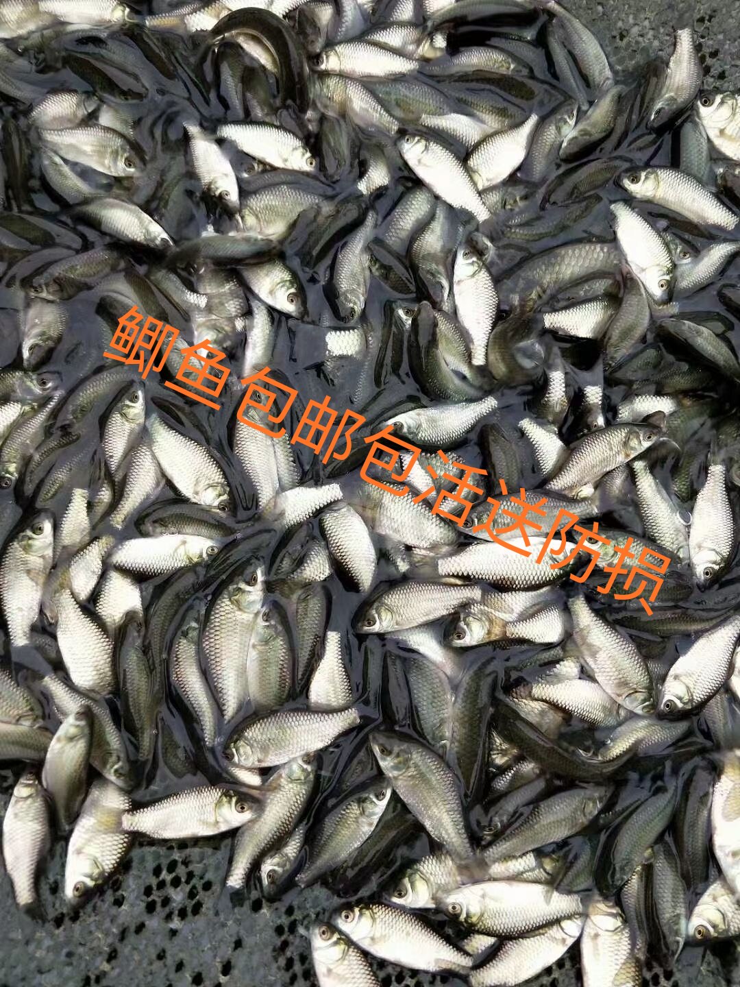 优质鲫中科5号鲫鱼苗鲫鱼苗