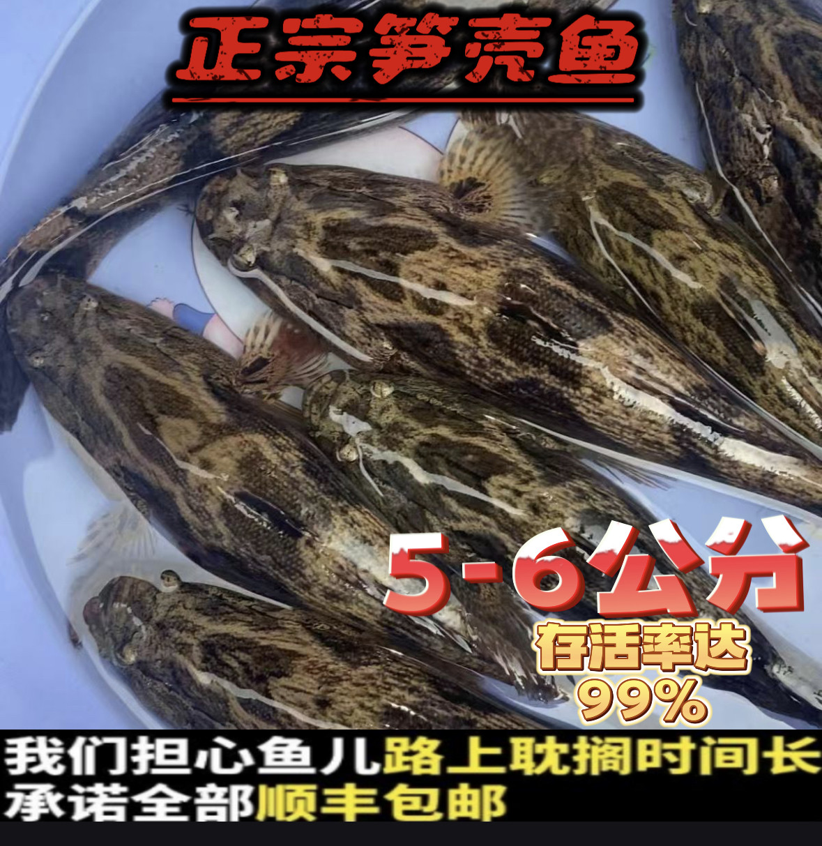 优质笋壳鱼苗5/6cm淡水养殖