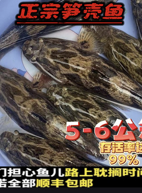 优质笋壳鱼苗5/6cm淡水养殖
