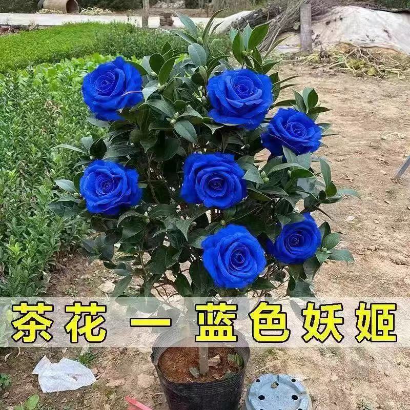 香妃山茶花盆栽带花苞五色赤丹花卉植物室内好养茶花树苗四季开花