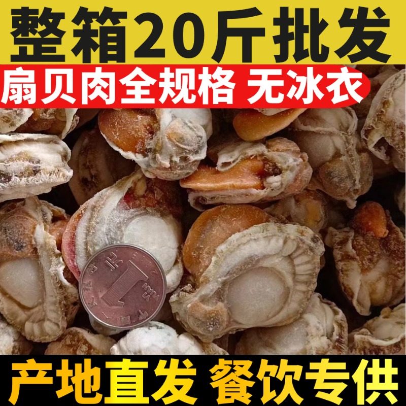 新鲜扇贝肉野生冷冻带黄扇贝肉海鲜自助捞汁小烧烤火锅食材皇冠贝
