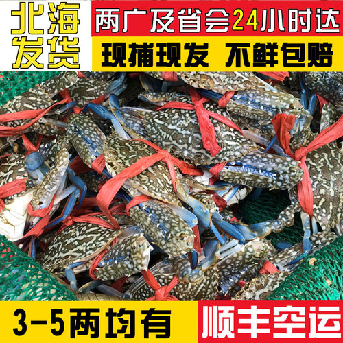 当日海捕出海急冻肉质鲜美