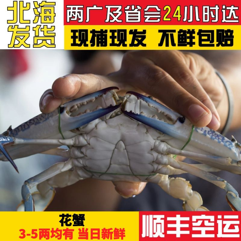北海海捕兰花蟹保鲜不保活梭子蟹特大满肉肥公蟹3斤装顺丰空运