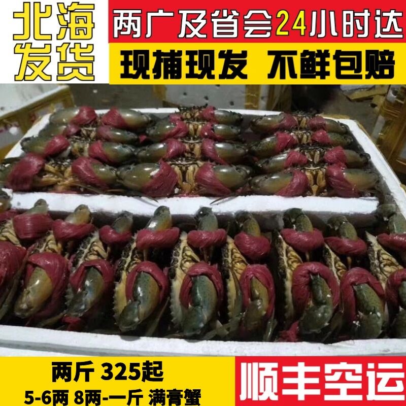北海鲜活青蟹特大超大2斤3-4只装膏蟹优质单品红膏蟹母蟹顺丰包活