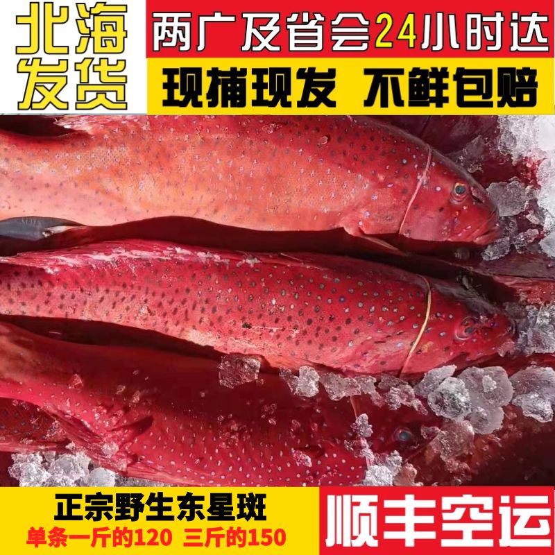 野生海捕东星斑产自南海深海