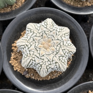海星v好漂亮