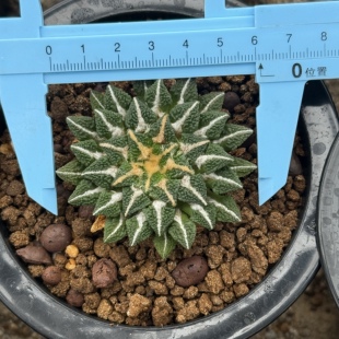 实生颗粒黑牡丹6.1cm