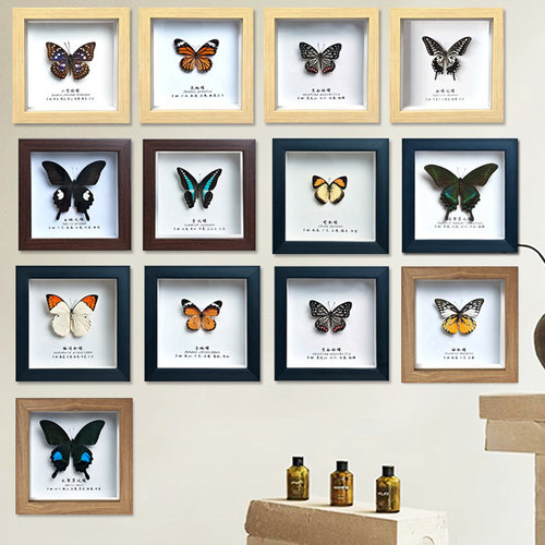 展翅标本相框已装裱装饰画包邮