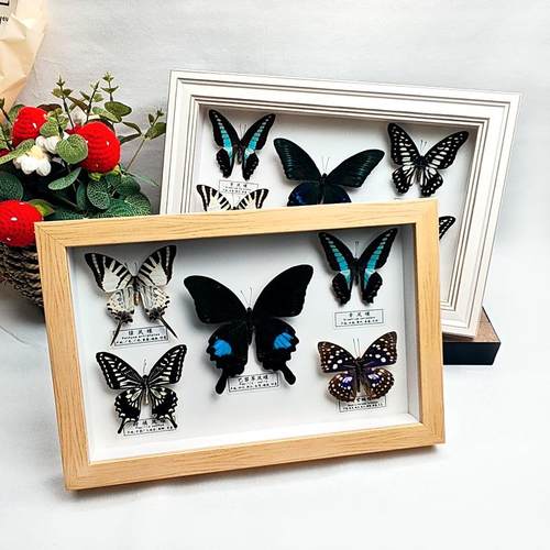 蝴蝶标本相框独立昆虫工艺装饰