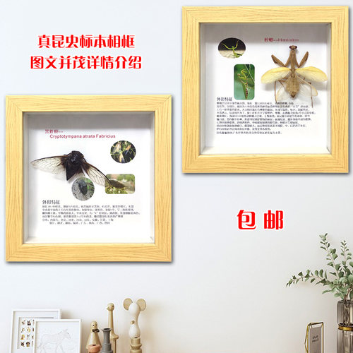 艺蝶飞蜻蜓金龟天牛标本包邮相框