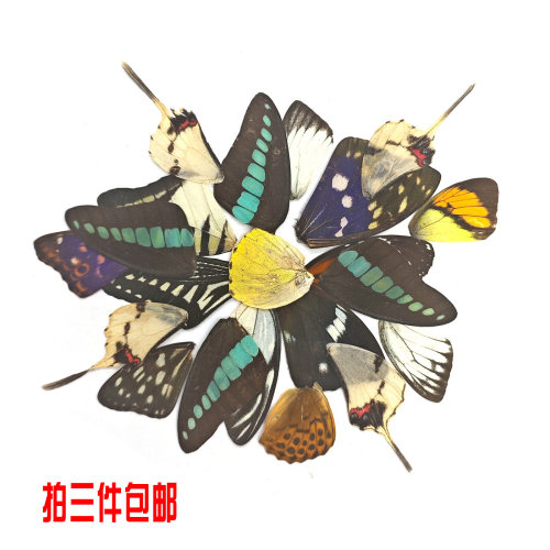 蝴蝶标本翅膀DIY不染色材料包