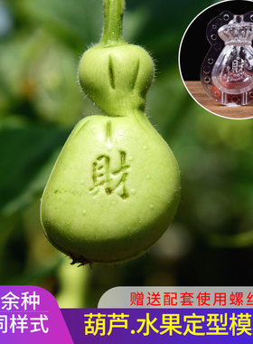 葫芦生长定型模具塑料模子文玩天然小葫芦水果模具范制葫芦套模型